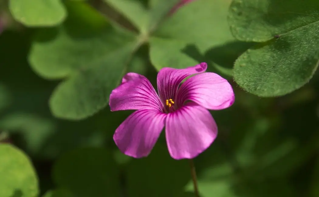 Oxalis Iron Cross co to za roślina?