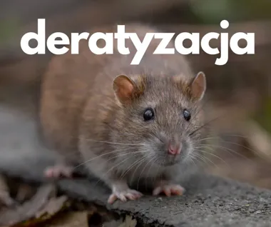 Więcej gryzoni w Cieszynie. Obowiązkowa deratyzacja obejmuje dwa terminy