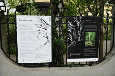 Stare drzewa zyskują drugie życie na płocie Parku Pokoju