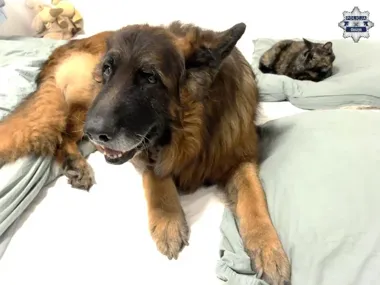 Coraz więcej pogryzień - policja przypomina obowiązki właściciela psa