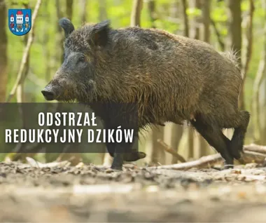 W Wiślicy trwa odstrzał dzików. Potrwa do końca czerwca