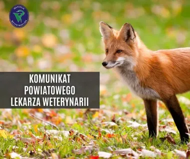 Nad granicą rusza lotnicza akcja przeciwko wściekliźnie u lisów