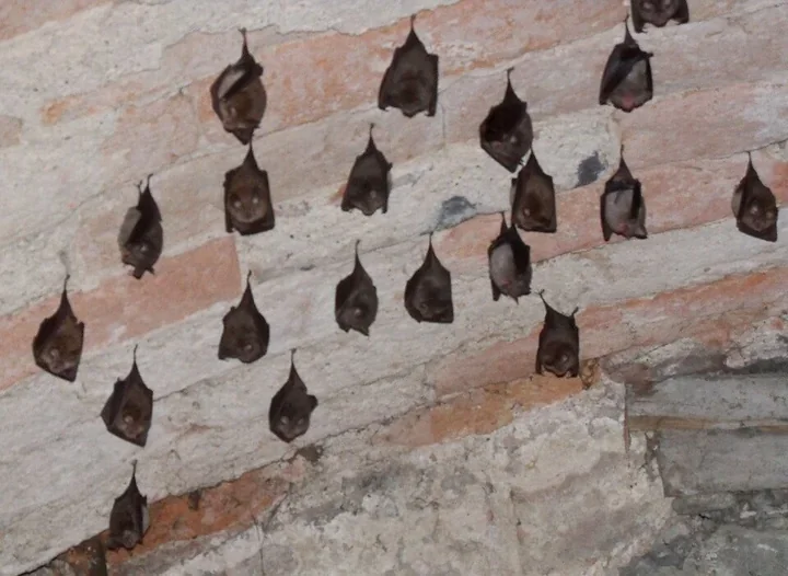 W Pierśćcu szykuje się wieczór z nietoperzami, jakich w regionie nie ma