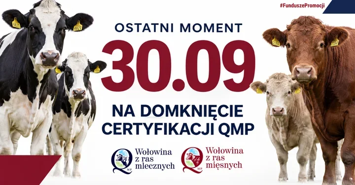 Dopłata do bydła pod warunkiem certyfikatu QMP. Został ostatni termin