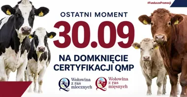 Dopłata do bydła pod warunkiem certyfikatu QMP. Został ostatni termin