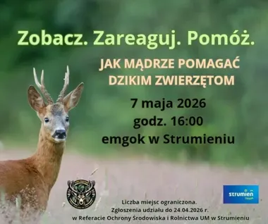 Jeż przy domu i sarna na drodze. W Strumieniu lekcja mądrego pomagania