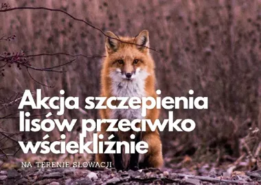 Szczepienia lisów tuż za granicą. Ważna informacja dla mieszkańców Wisły