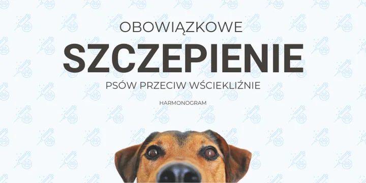 W Wiśle ruszą obowiązkowe szczepienia psów i pojawią się dodatkowe preparaty